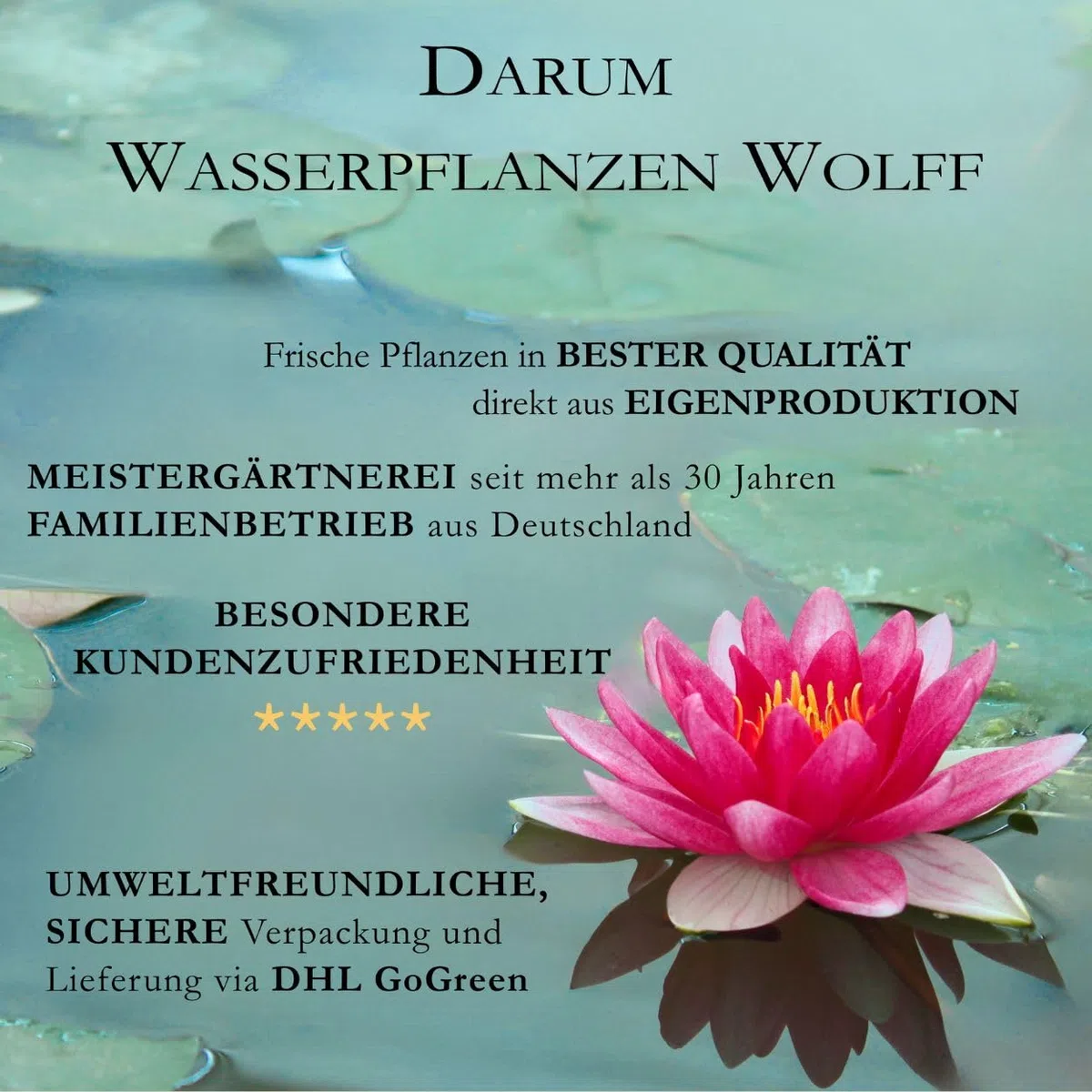 Algenkiller für den Herbst&Winter - Set - Sauerstoffbooster - Bio-Balance - sichere Fischüberwinterung - 4er-Mix mit PFLANZKORB -QUALITÄTSSTAUDEN - Gartenteich