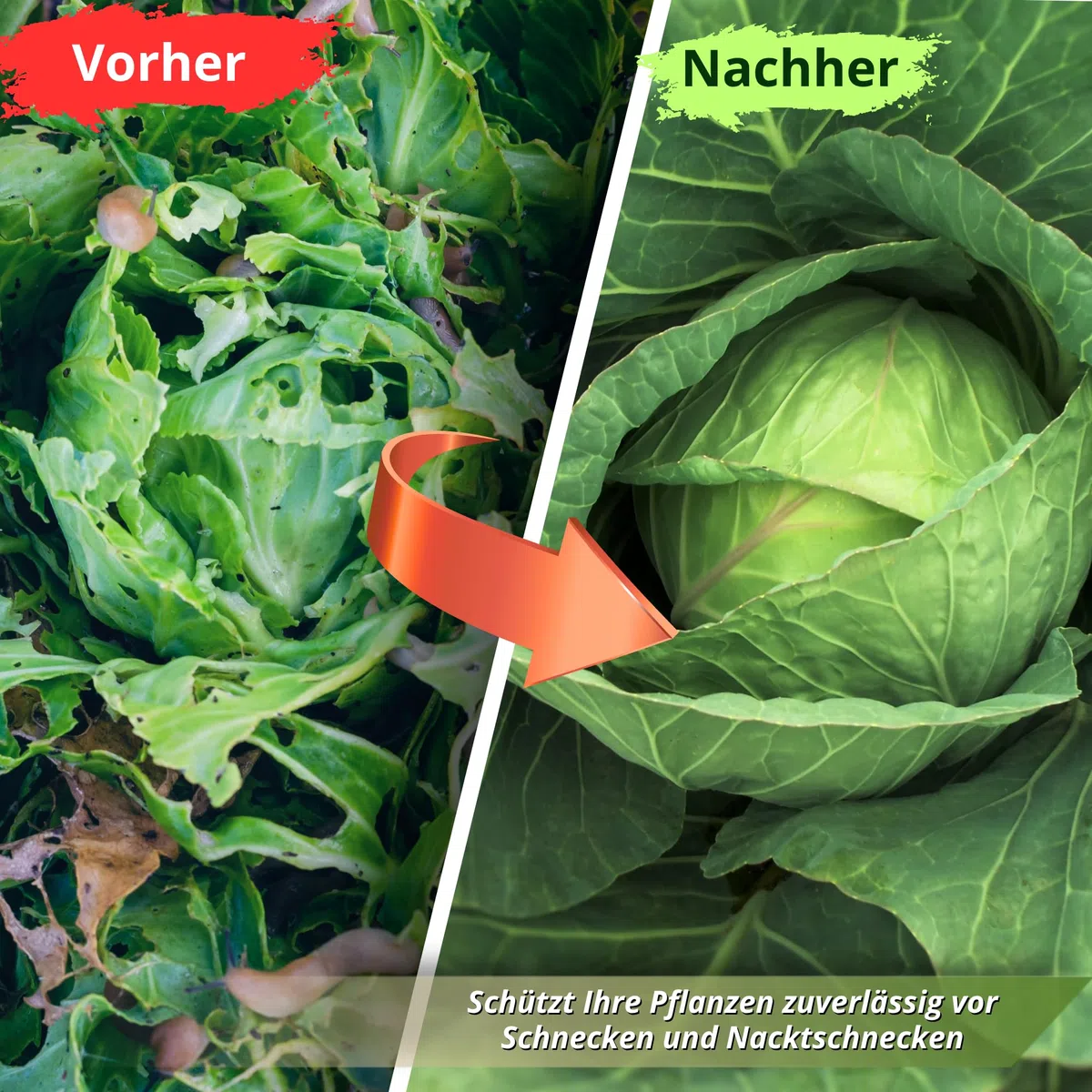 Schneckenkorn Regenfest | 300g für 500m²| Schneckenlinsen gegen Nacktschnecken | Haustierfreundlich | Schneckenschutz mit biologischer Wirkformel | Für alle Gemüsearten (1x Streudose)