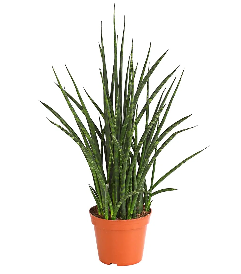 Dehner Bogenhanf Fernwood Punk, marmorierte Blatttriebe, ca. 15-20 cm, Ø Topf 12 cm, Zimmerpflanze