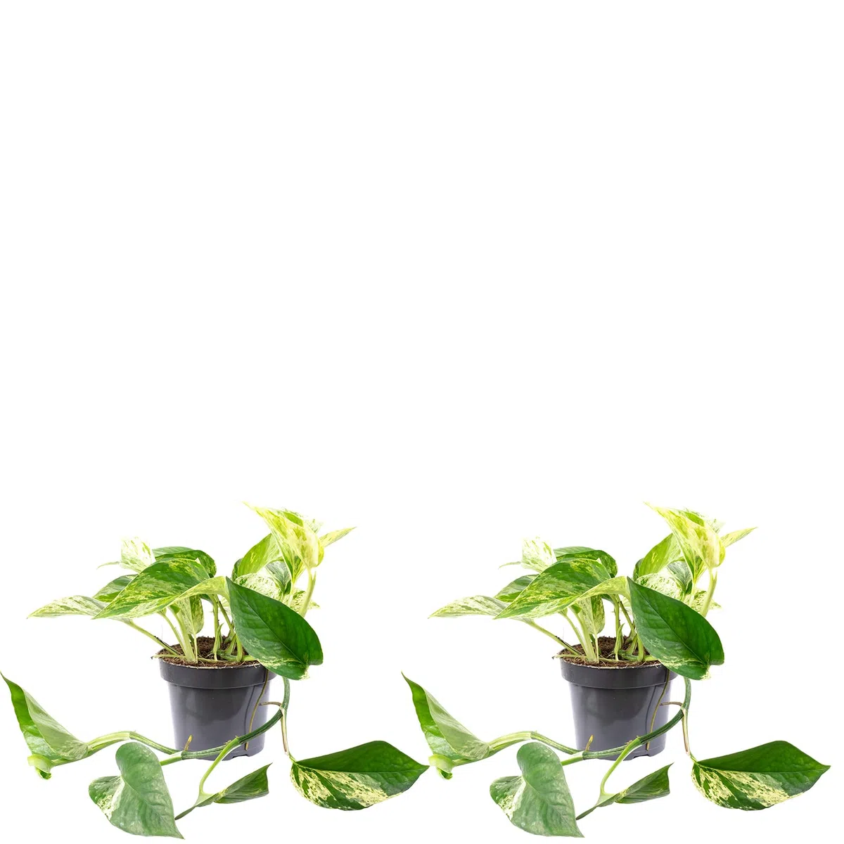 2er-Set Efeutute - echte Zimmerpflanze, Epipremnum aureum - Höhe ca. 15 cm, Topf-Ø 12 cm