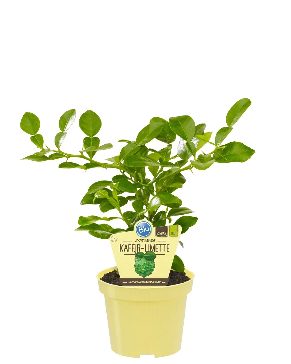Bio zitronige Kaffir-Limette, (Citrus hystrix), Kräuter Pflanzen aus nachhaltigem Anbau (1 Pflanze, je im 12cm Topf)