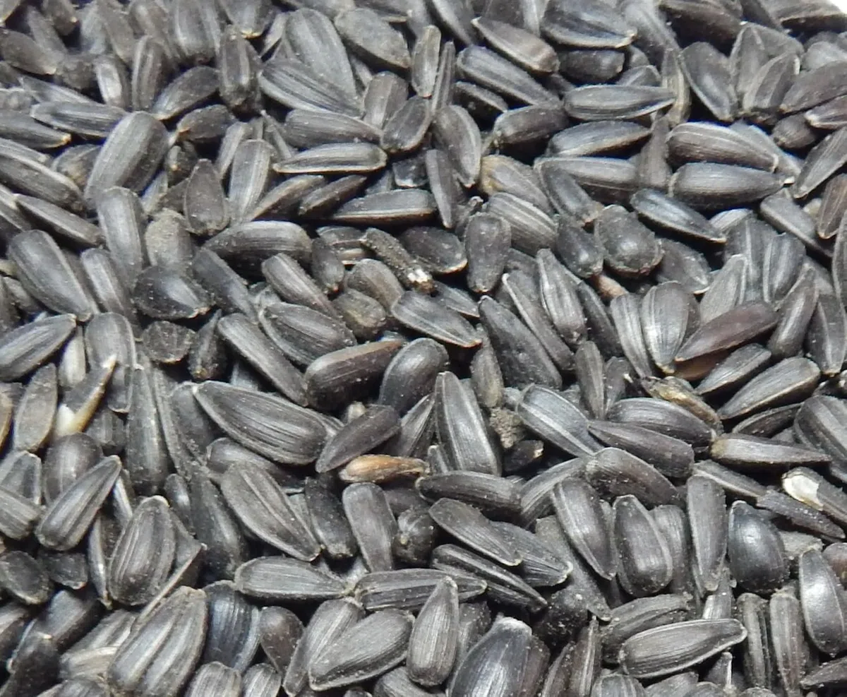 Sonnenblumenkerne schwarz 10 kg, Vogelfutter, Winterfutter,