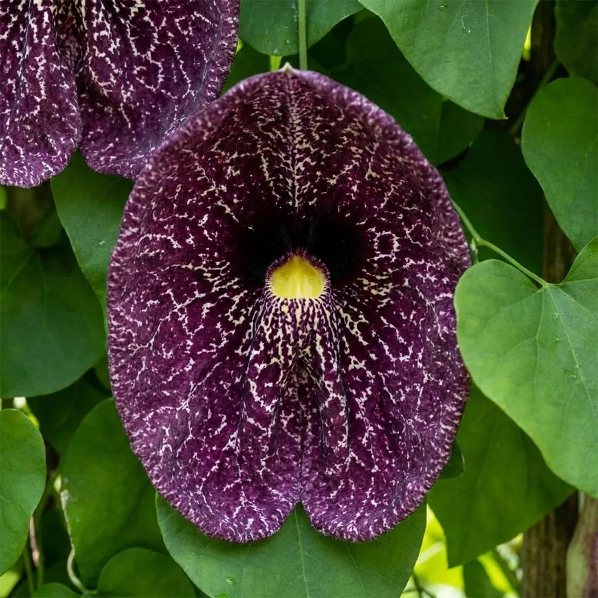 Bloomique - Aristolochia macrophylla - Deutsche Pfeifenblume - Gartenpflanzen - Kletterpflanzen - Winterhart - Höhe 60-80 cm - Topfgröße: 19 cm
