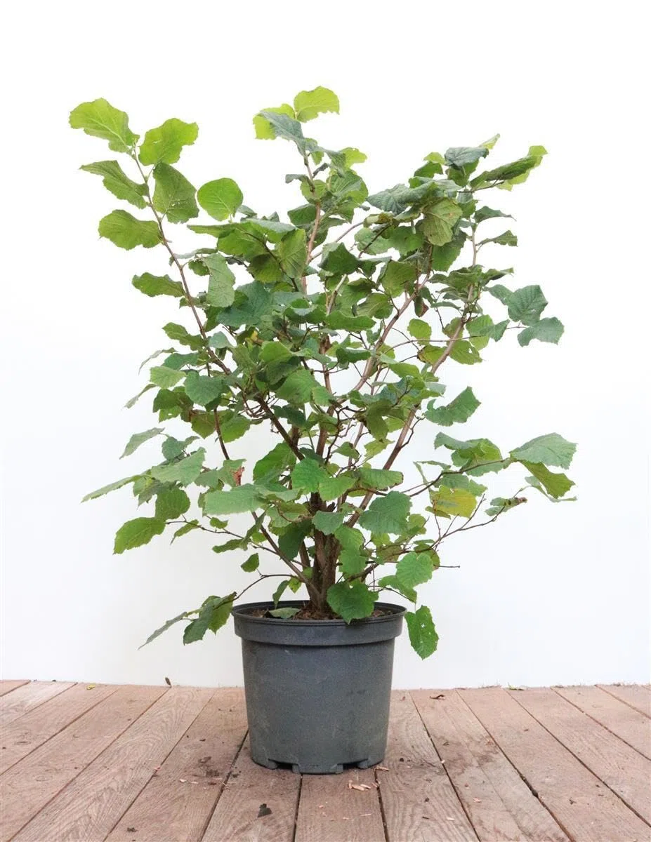Haselnussstrauch Corylus avellana 40-60 cm Heckenpflanze winterhart | Essbare Nüsse, schnittverträglich, Bienenweide, sonniger bis halbschattiger Standort, ideal für Hecken und Sichtschutz