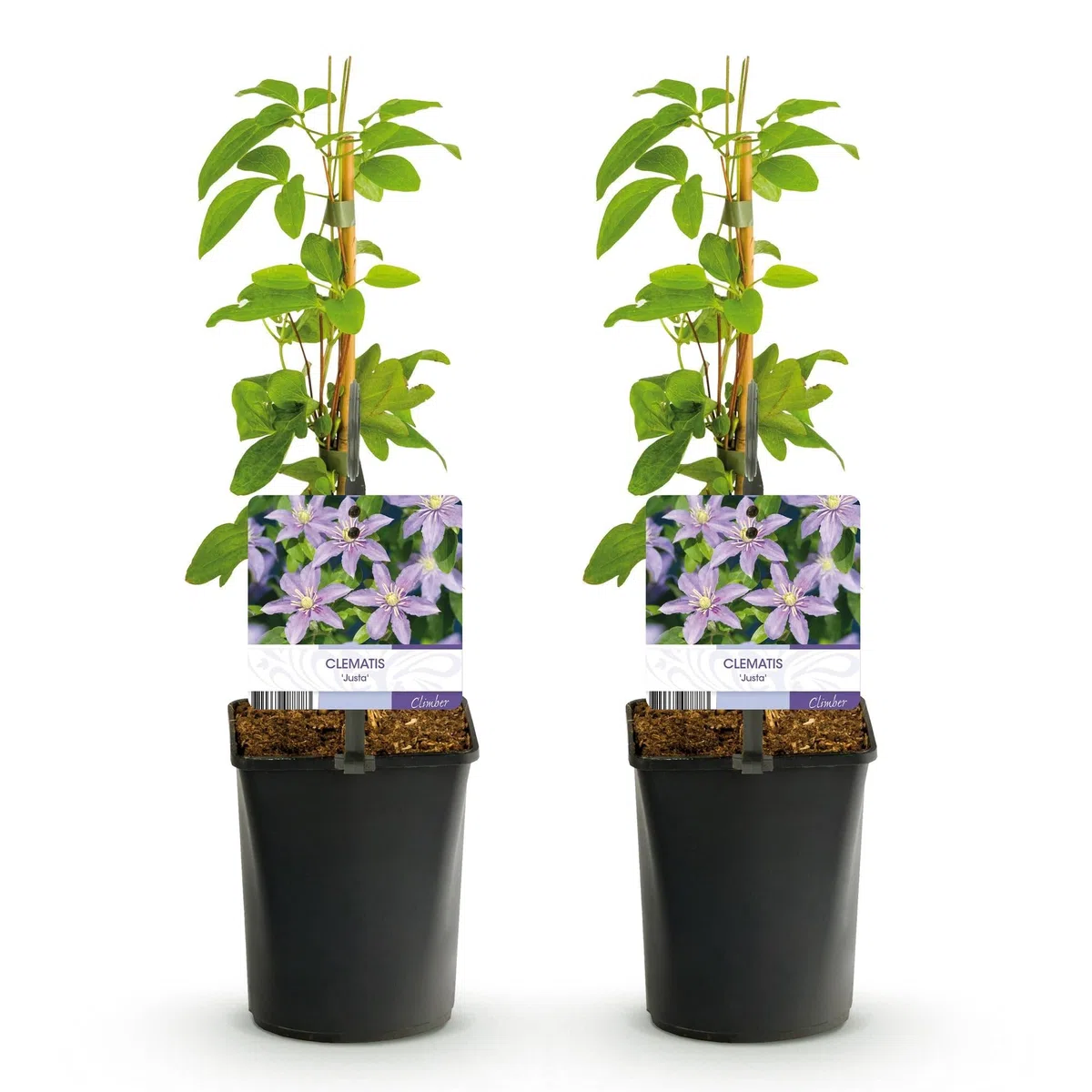 GreenboutiQ - Kletterpflanze - Clematis Justa - Blüte Hellblau - Wenig Pflege - 2 Pflanzen - Topf 11cm Höhe 40cm