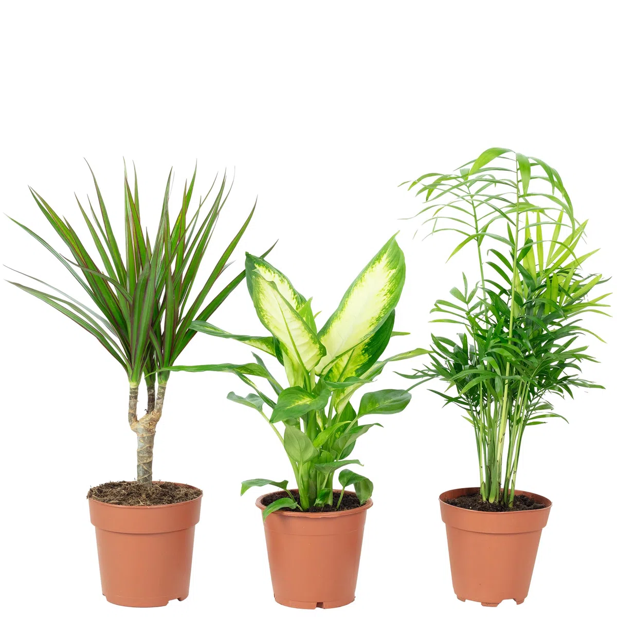 3er-Set pflegeleichte Zimmerpflanzen Chamaedorea, Dieffenbachie, Dracaena - luftreinigend - Topf-Ø 10-12 cm