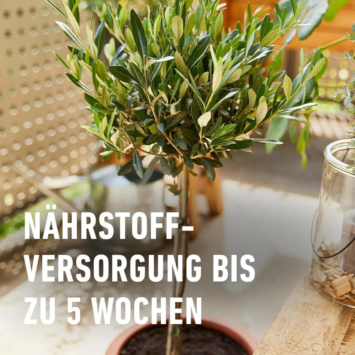 COMPO Bio Mediterrane Pflanzenerde torffrei für die Bildung schöner, intensiver Blüten und Früchte 40L