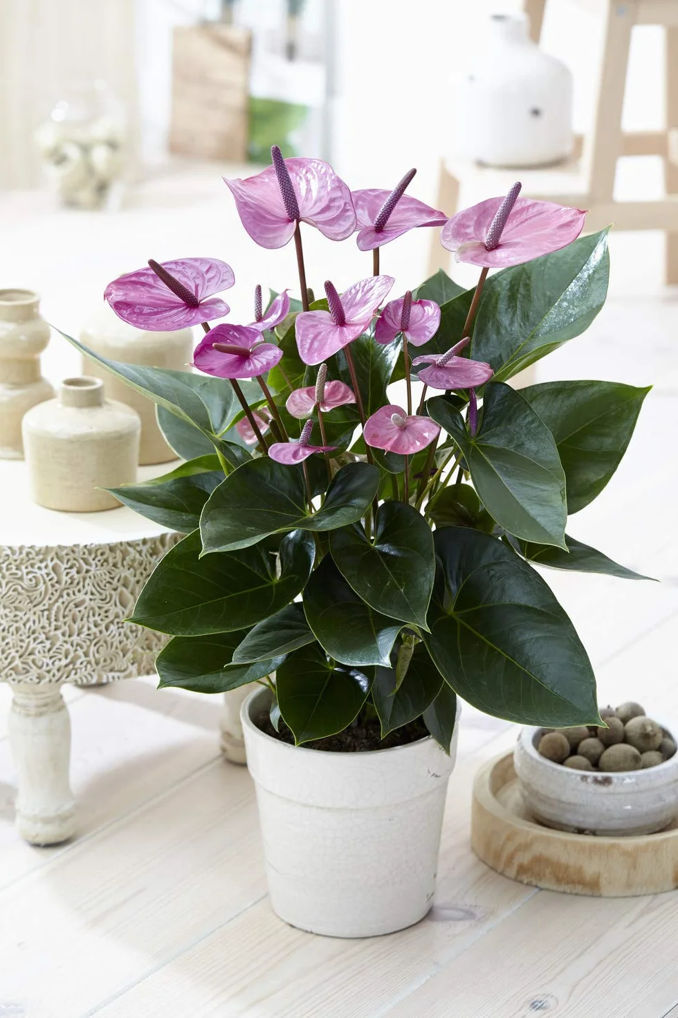 Gardeners Dream Tropische Lila Flamingo Zimmerpflanzen - Echte Anthurium Pflanzen Deko - Natürliche Blühende Pflanze in 13 cm Keramiktopf - Pflegeleichte Zimmerpflanze - Indoor Plants