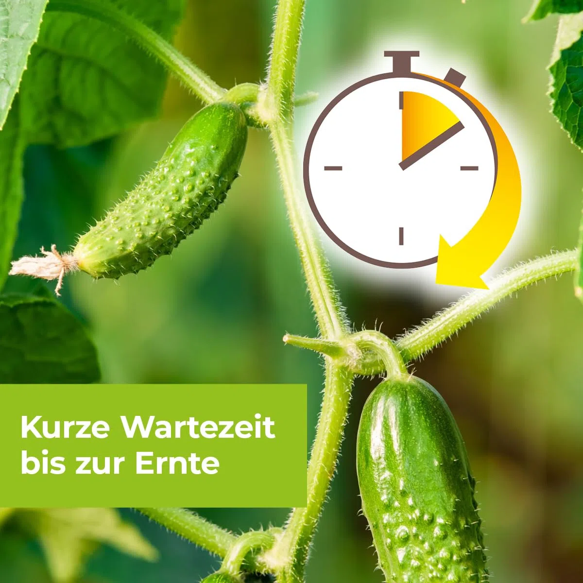 PROTECT GARDEN Alitis Spezial-Pilzfrei, gegen Pilzkrankheiten wie Wurzelfäule, Welkepilze und Triebsterben an Zierpflanzen, Obst und Gemüse, 40 g