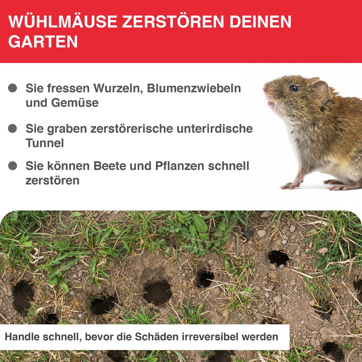 SWISSINNO Wühlmausfalle PRO SuperCat - Effiziente Schlagfalle gegen Feld- & Wühlmäuse, Patentierter Auslösemechansimus, Einfach einzurichten, Sicher & Wiederverwendbar - 1 Falle