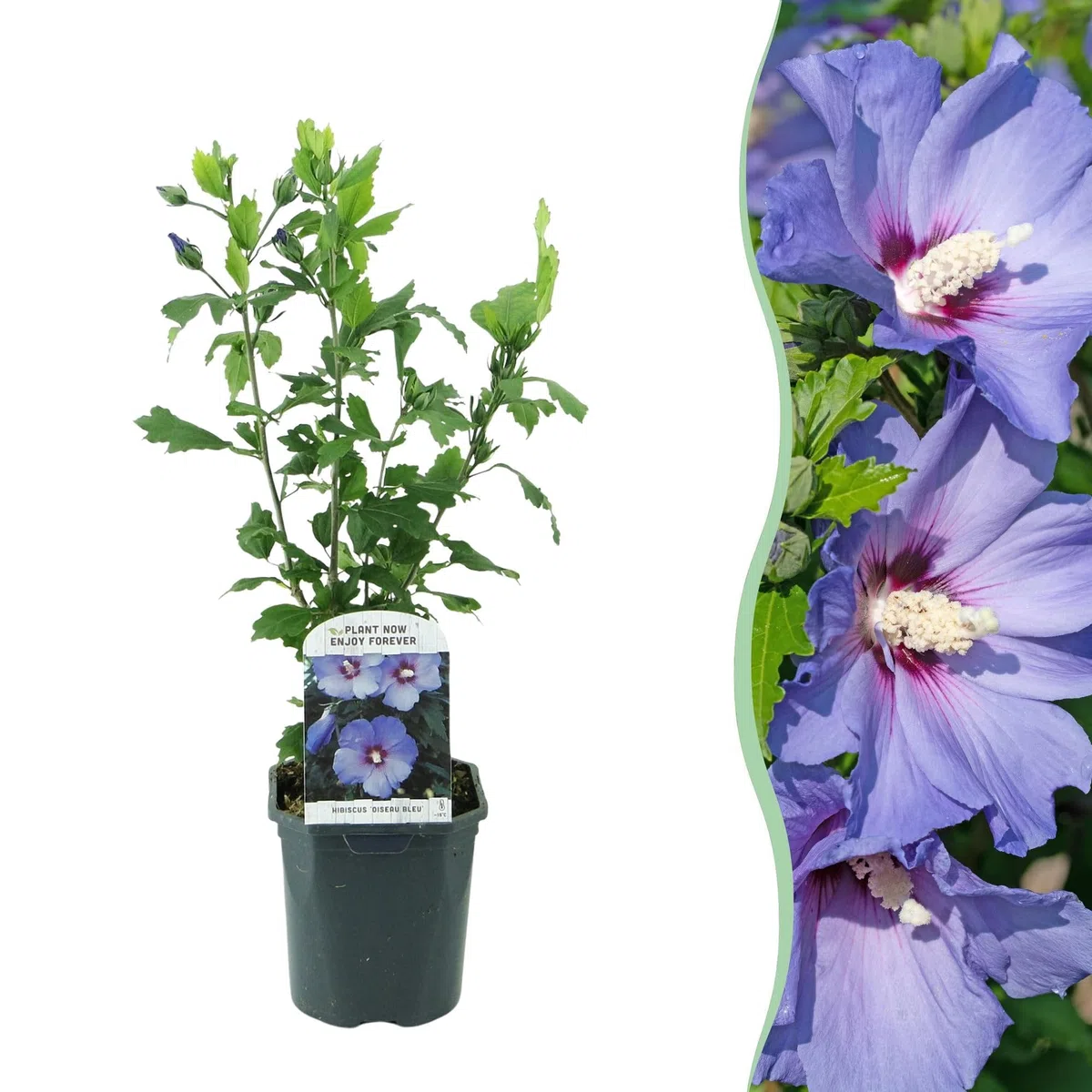 GreenboutiQ - Sträucher - Hibiscus syriacus Oiseau Blue - Blüte Blau - 1 Pflanze - Laubabwerfend - Wenig Pflege - Topf 17cm Höhe 45cm
