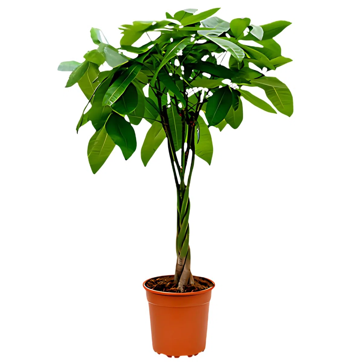 Glückskastanie | Pachira | ca. 40-50 cm | ø 12-15cm Topf | Pflegeleichte Zimmerpflanzen für Wohnung und Büro | Qualität vom Pflanzen Profi | Ideale Raumbegrünung