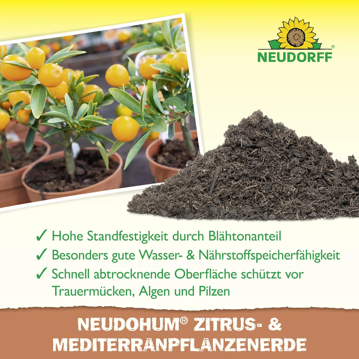 Neudorff NeudoHum Zitruserde 40L - torffreie mediterrane PflanzenErde - Bio Olivenbaum Erde für alle Mediterranpflanzen wie z.B. Palmen, Oleander und Zitronen - Zitruspflanzenerde ohne Torf