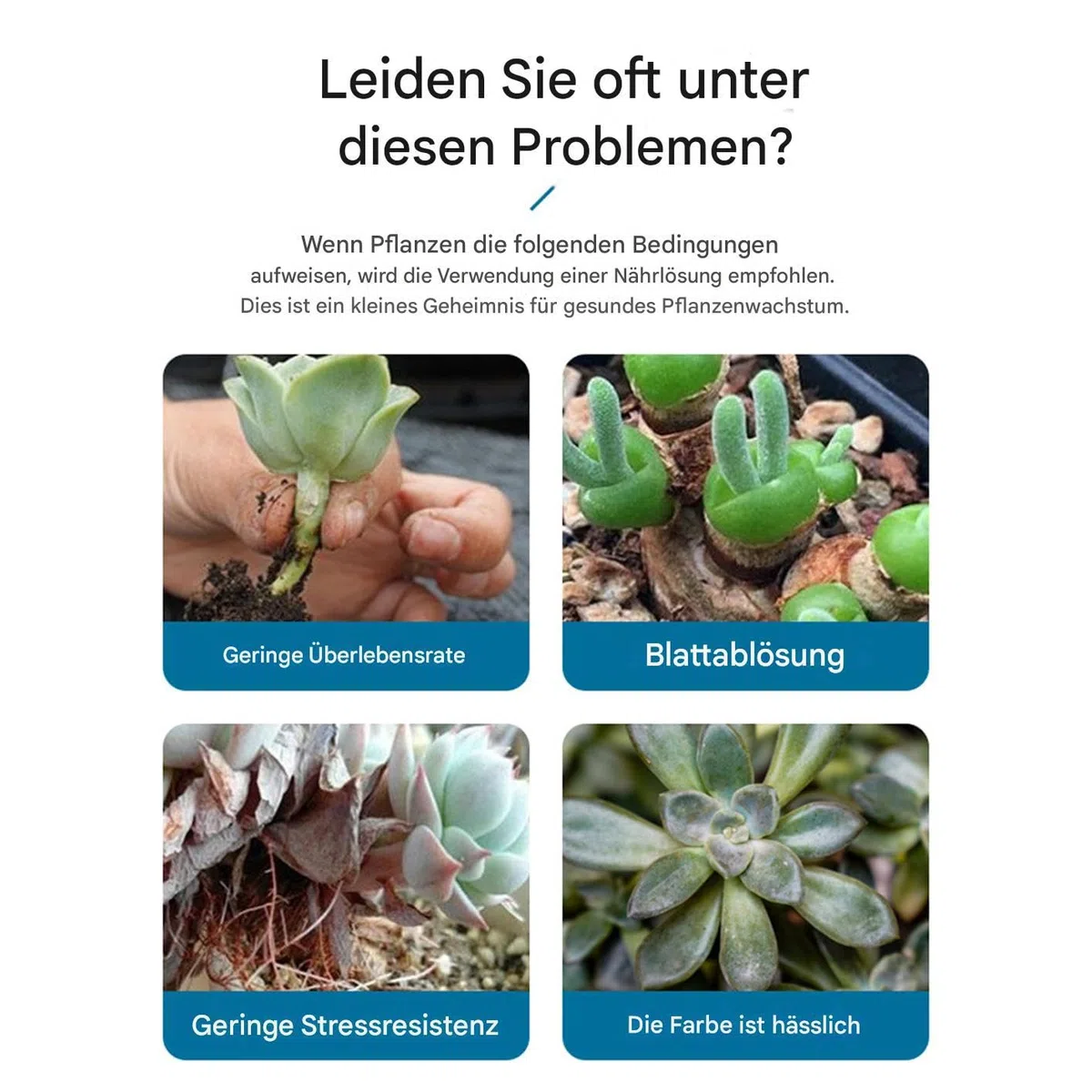 Kakteendünger | 100ml Kakteen & Sukkulentendünger | Kaktusdünger Mit Pflanzensaft | Langsam Freisetzender Flüssigdünger Für Nachhaltiges Wachstum Vermehrung Innen Außen Pflege Verschiedene