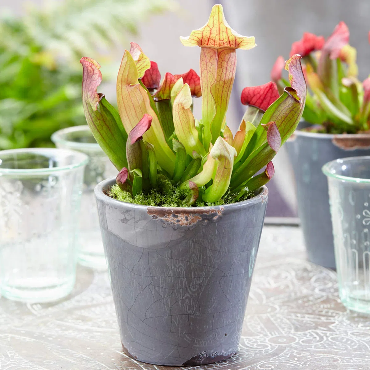 Sarracenia 'Smoorii' – Fleischfressende Schlauchpflanze im 12cm Topf – Winterharte Insektivore für Zimmer & Garten – Exotische Karnivore Pflanze