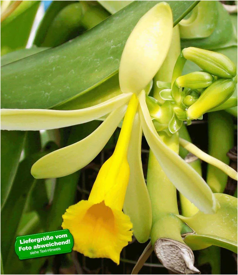 BALDUR Garten Echte Vanille Pflanze, 1 Topf Vanilla planifolia, Orchidee blühende Zimmerpflanze, mehrjährig - frostfrei halten, blühend, Gewürzvanille, duftende Blüten