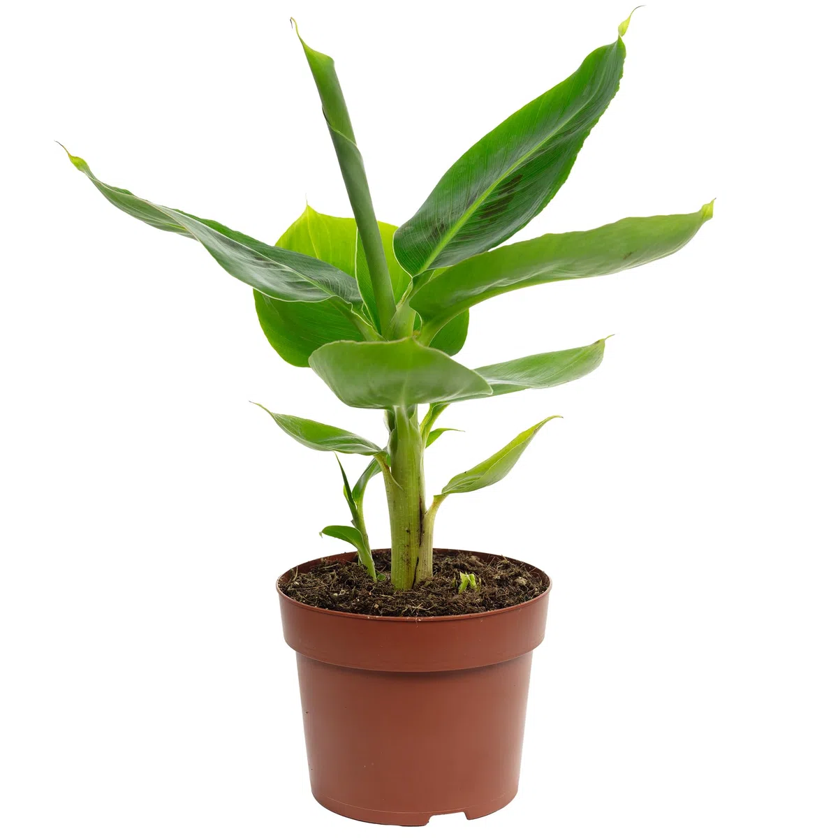 Bananenpflanze - exotische Zimmerpflanze, Musa tropicana - Höhe ca. 30 cm, Topf-Ø 12 cm