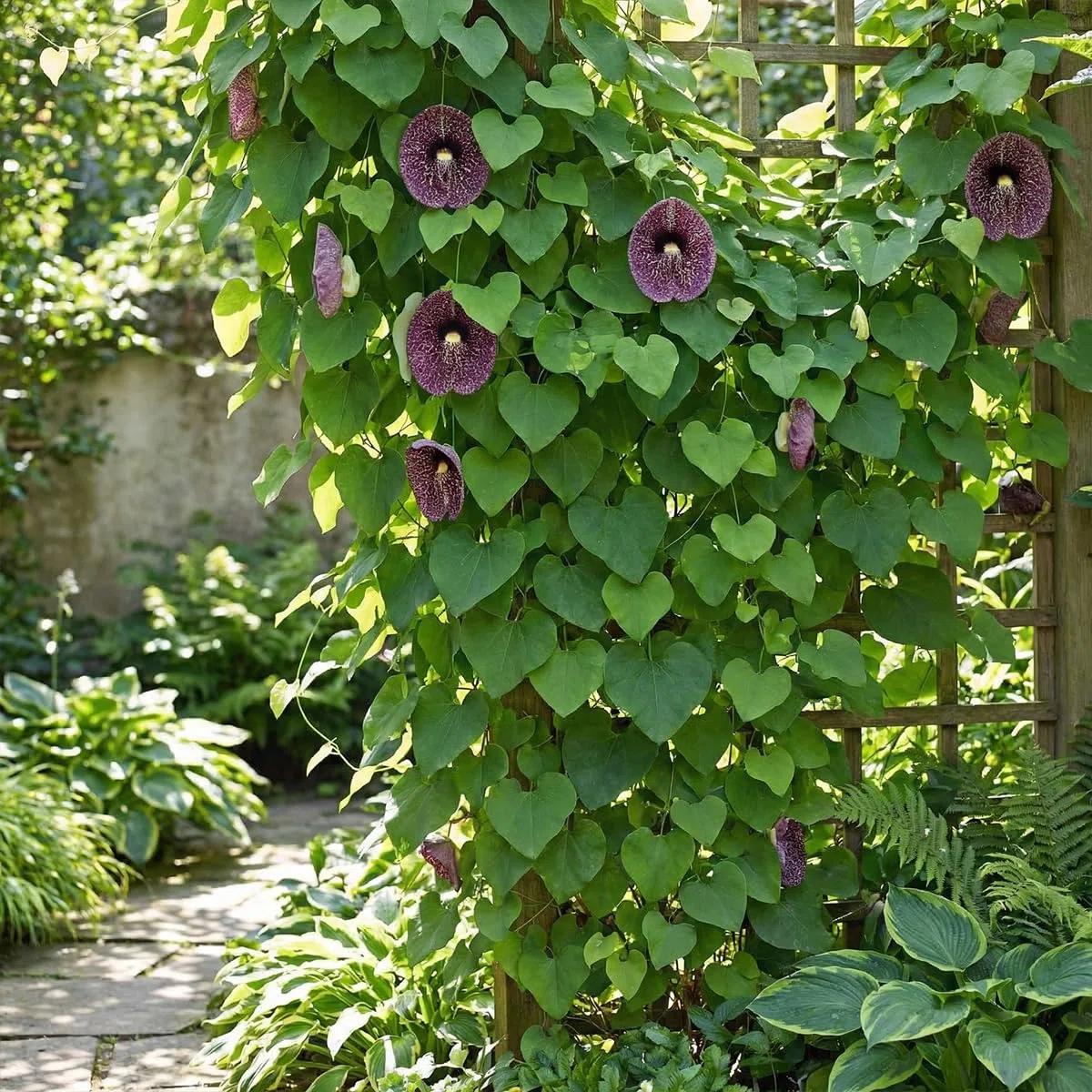 Bloomique - Aristolochia macrophylla - Deutsche Pfeifenblume - Gartenpflanzen - Kletterpflanzen - Winterhart - Höhe 60-80 cm - Topfgröße: 19 cm