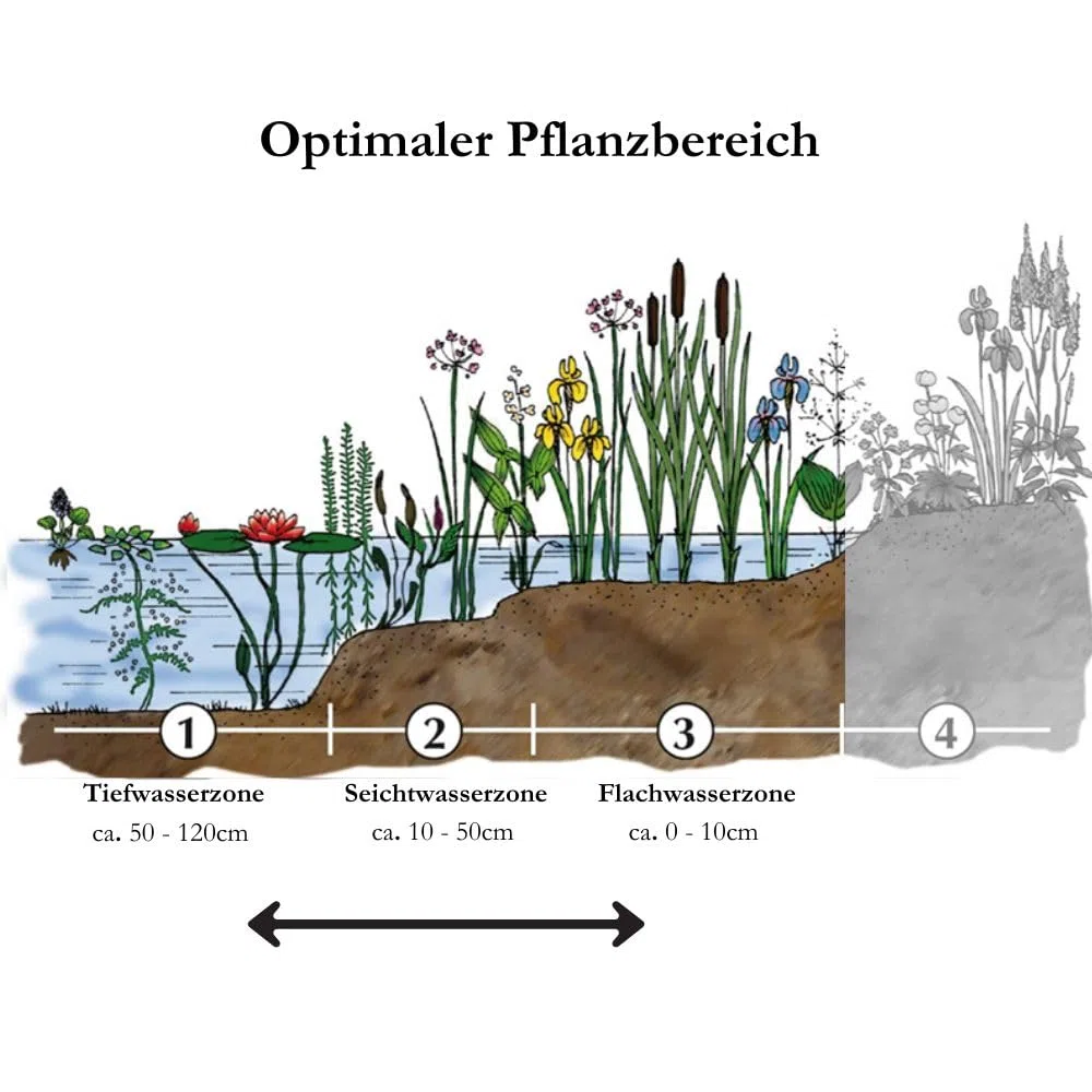 Algenkiller für den Herbst&Winter - Set - Sauerstoffbooster - Bio-Balance - sichere Fischüberwinterung - 4er-Mix mit PFLANZKORB -QUALITÄTSSTAUDEN - Gartenteich