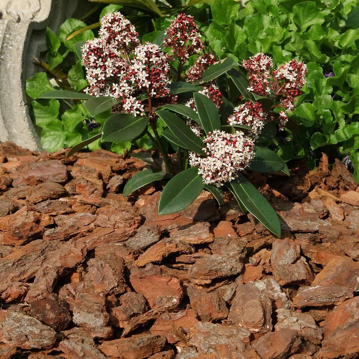GALAMIO Pinienrinde Deko 40-60mm – 60L Sack Pinienmulch Rindenmulch Garten | Naturbelassener Rindenmulch aus südeuropäischer Mittelmeerkiefer – dekorative Grob-Körnung für Wege, Böschungen & Flächen