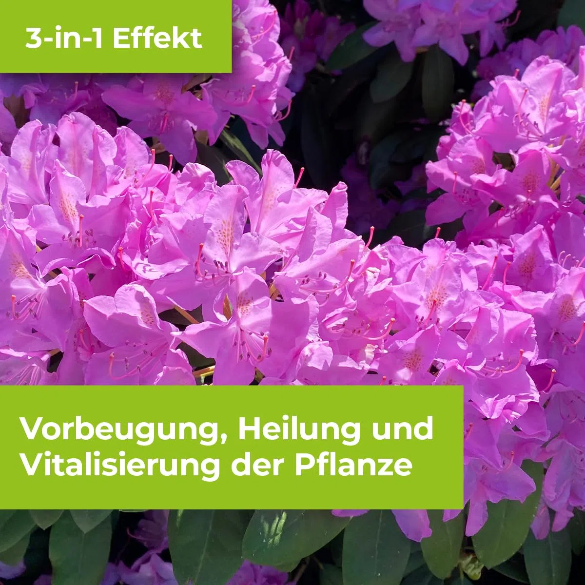 PROTECT GARDEN Alitis Spezial-Pilzfrei, gegen Pilzkrankheiten wie Wurzelfäule, Welkepilze und Triebsterben an Zierpflanzen, Obst und Gemüse, 40 g