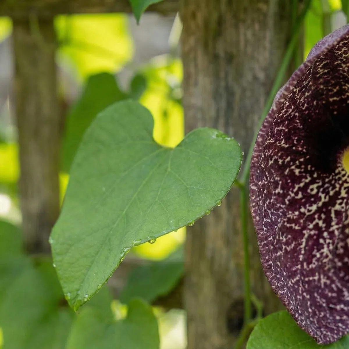 Bloomique - Aristolochia macrophylla - Deutsche Pfeifenblume - Gartenpflanzen - Kletterpflanzen - Winterhart - Höhe 60-80 cm - Topfgröße: 19 cm