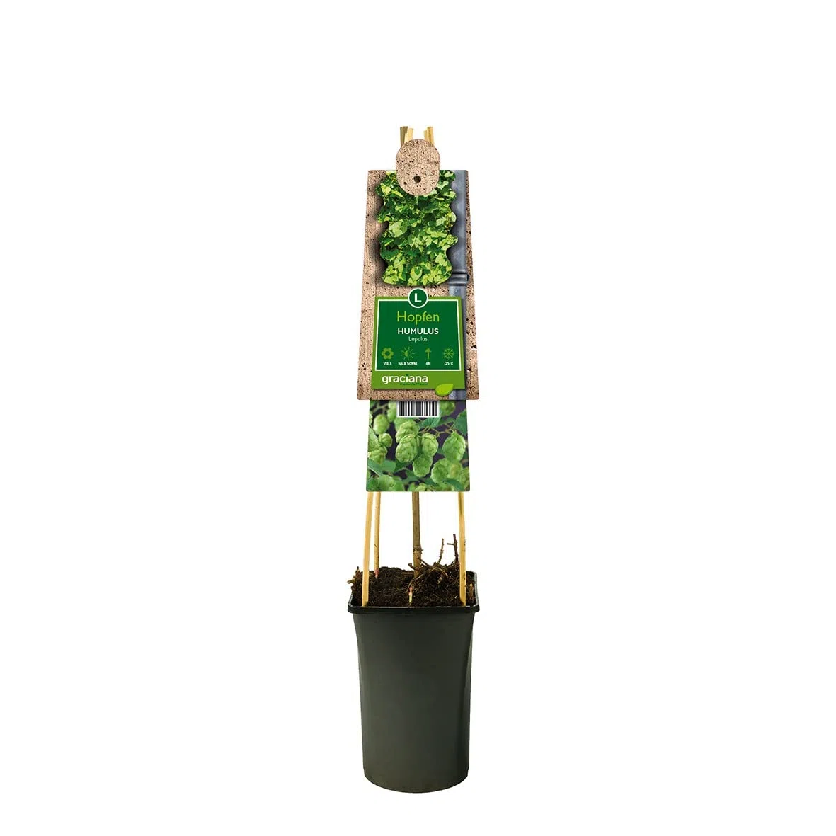 Humulus lupulus, Hopfen, Hopfenpflanze, Kletterpflanze, Rankpflanze, echte Pflanze im 12l-Container, Höhe ca. 70cm, 1 Pflanze